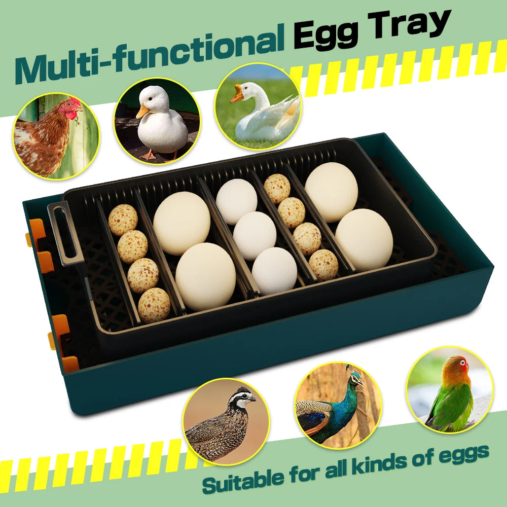 10 egg classroom incubator with candler, product photo 6