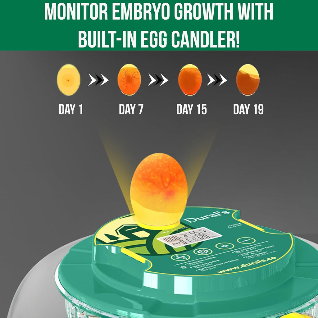 18 egg incubator with day-18 auto stop, product photo 7