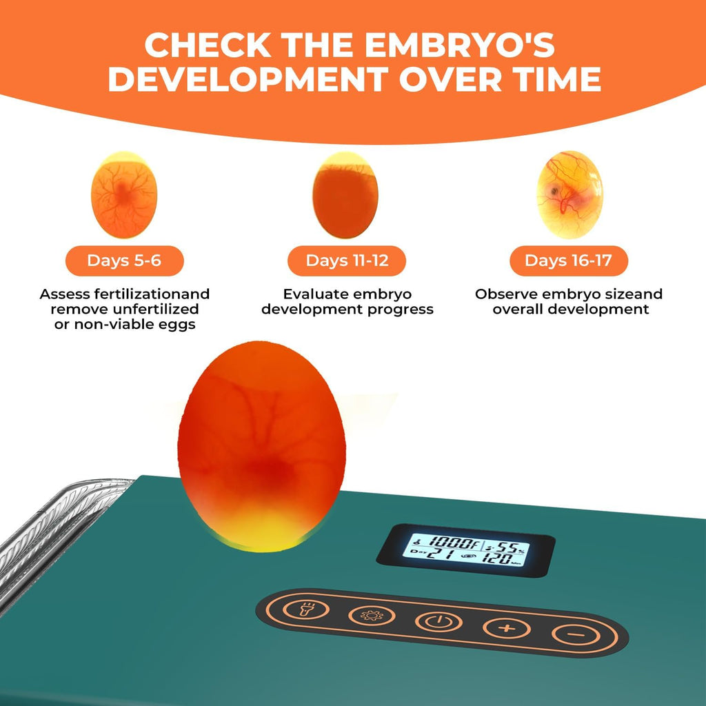 25 egg incubator with temperature alarm, product photo 6