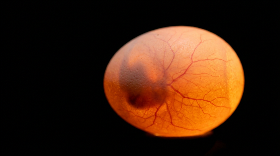 Backlit chicken egg showing the branching network of blood vessels inside the shell